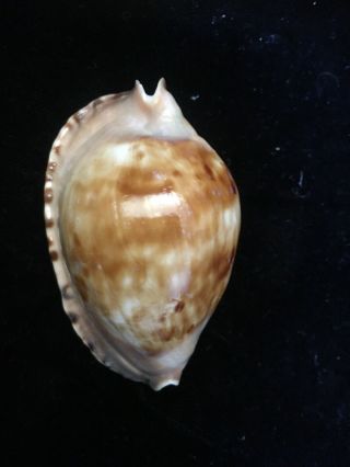 Seashell Zoila Marginata Conseuta F,  61.  2mm