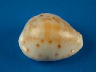 Cypraea Rashleighana,  Pattern,  Heavy Callous,  21.  3mm,  Hawaii Shell