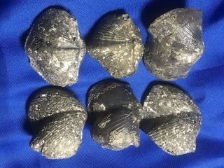 6 Pyritized Gold Brachiopod Paraspirifer Silica Fm.  Devonian Ohio Trilobite Age