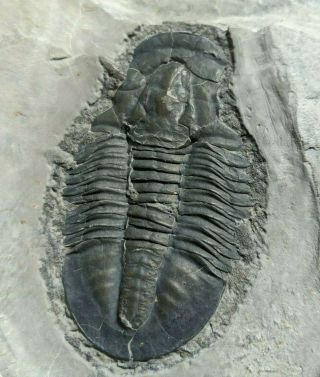 Huge Asaphiscus Trilobite Fossil,  Wheeler Shale,  Cambrian Utah
