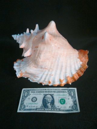 Large Pink Queen Conch Shell 11 " X 7” Seashell Color Nautical Decor
