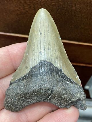 (21) Huge 3 " Megalodon Giant Shark Tooth Teeth Extinct Fossil Megladon. ,