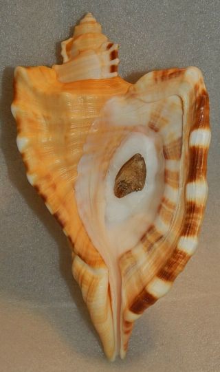 Seashell Cymatium Raderi 227.  9mm W/o Large