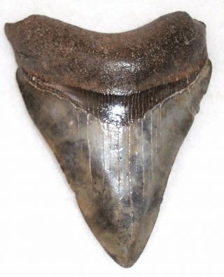Colors Complete 3 5/16 " Fossil Megalodon Shark Tooth