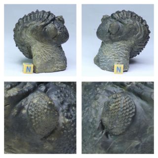 R361 - Nicely Preserved 2.  55 Inch Drotops armatus Devonian Trilobite 2