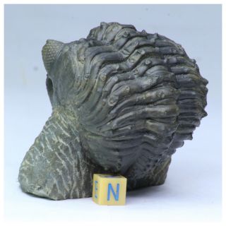 R361 - Nicely Preserved 2.  55 Inch Drotops armatus Devonian Trilobite 3
