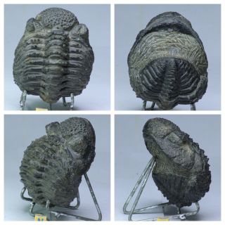 R363 - Rolled 3.  74 Inch Drotops Armatus Middle Devonian Trilobite