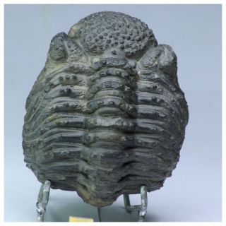 R363 - Rolled 3.  74 Inch Drotops armatus Middle Devonian Trilobite 2
