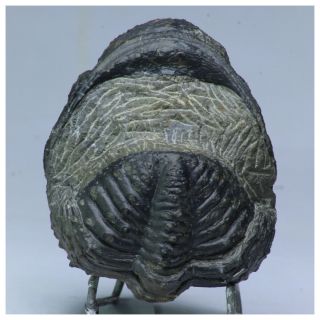 R363 - Rolled 3.  74 Inch Drotops armatus Middle Devonian Trilobite 3