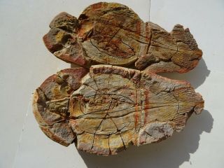 Coelacanth Fish Fossil Tree - Dimensional Trias 250 Mio Madagascar (co - 220/1447