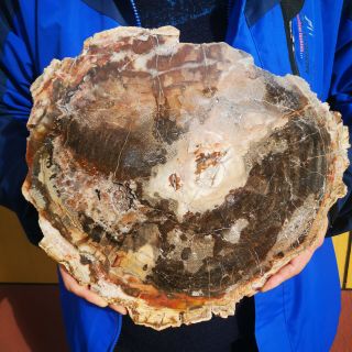 Fossil Petrified Wood Log Cross Section Polished Full Round Arizona Slab 3830g 2