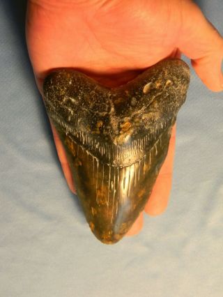 Black/brown 5 7/16 Inch Megalodon Shark Tooth Fossil