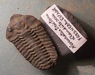 Fine Complete 4.  5cm Neseuretus Tristani Lower Ordovician; Llandelian,  Spain