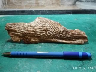 Fossil Coelacanth Mawsonia Lavocati Partial Skull Bone Fish Nt Tooth Dinosaur