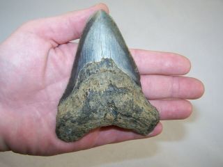4.  47 " Megalodon Fossil Shark Tooth Teeth - 6.  5 Oz - No Restoration - Not Dinosaur