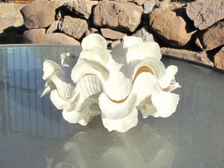 Tridacna Squamosa White W/pink Orang Fluted Ruffled Clam Shell Matched Pair,  8 "