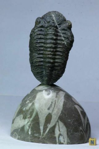 R33 - Huge Drotops Armatus Trilobite On Natural Mineral Polished Pedestal