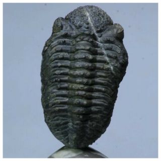 R33 - Huge Drotops armatus Trilobite on Natural Mineral Polished Pedestal 2