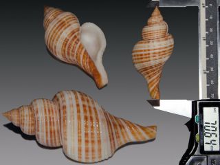 Seashell Taphon Clavella Maganensis Subspecies Fantastic Giant 70.  6 Mm