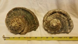 2 Large Vtg Green Turbo Marmoratus Sea Shells 6 1/2 " & 6 1/4 "