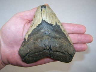 5.  15 " Megalodon Fossil Shark Tooth Teeth - 11.  9 Oz - No Restoration - Not Dinosaur