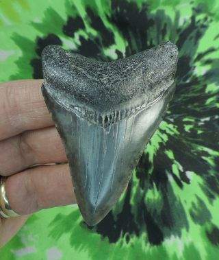 Megalodon Sharks Tooth 2 3/4  Inch No Restorations Fossil Sharks Teeth Tooth