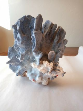 Natural Ocean Blue Ridge Coral W Flecks Of Red Coral In Base 7.  5x7x6