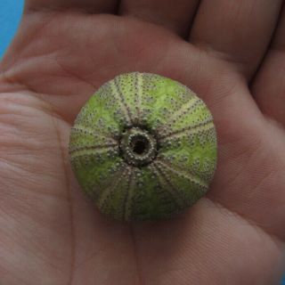 Microcyphus Olivaceus 31.  3mm Sea Urchin