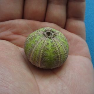 Microcyphus olivaceus 31.  3mm Sea urchin 3