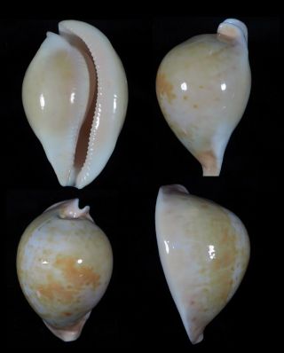 Cypraea Armeniaca Top 93 Mm Top Seashells