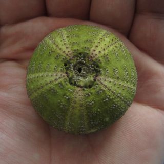 Giant Microcyphus Olivaceus 39mm Sea Urchin