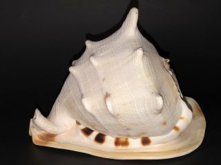 Large Horned Queen Helmet Conch Sea Shell Nautical Beach Decor 8”