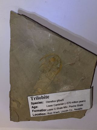 Olenellus Gilberti Trilobite Fossil Ruin Wash Lincoln County Nevada