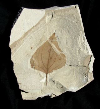 Extinctions -,  Detailed Populus Leaf Fossil From Utah - Great Color