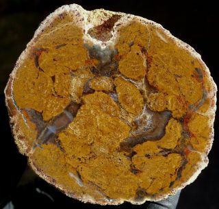 Mw: Petrified Wood YELLOW CONIFER - India - Limb Specimen - FOR GREGG 2
