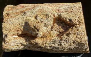Mw: Petrified Wood YELLOW CONIFER - India - Limb Specimen - FOR GREGG 3