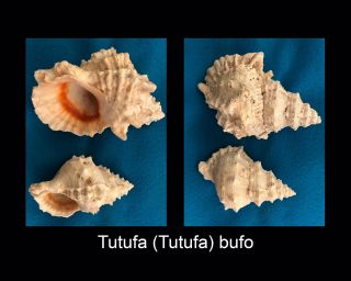 (156mm) Tutufa (tutufa) Bufo (röding,  1798),  Bursidae,  2 Shells In This