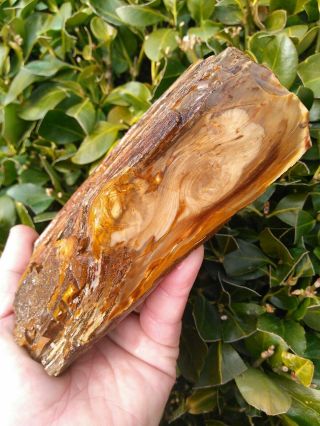 Face Plank Cut Petrified Wood Agate Opal Coal Mine Basin Ring Owyhee Oregon 2.  2