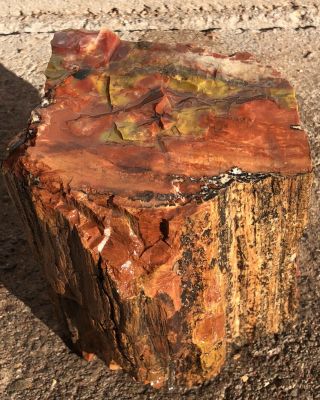 Arizona Rainbow Petrified Wood Color Dobell 5lb 10oz