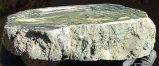 Mw: Petrified Wood GREEN & AGATE LIMB CAST - Hampton Butte,  Oregon - Polished Slab 2