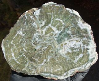 Mw: Petrified Wood Green Limb Cast - Hampton Butte,  Oregon - Polished Slab