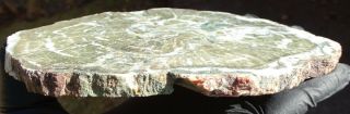 Mw: Petrified Wood GREEN LIMB CAST - Hampton Butte,  Oregon - Polished Slab 2