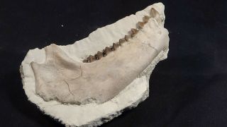 Oligocene White River Fossil Oreodont Jaw Miniochoerus Gracilis Wyoming