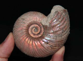 Ammonite Quenstedtoceras Fossil Callovian Russia