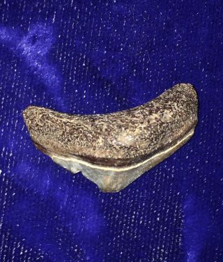 Indonesia Locality Extreme Posterior Otodus Megalodon Fossil Shark Tooth