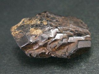 Large Columbite (fe) Crystal From Brazil - 1.  2 " - 17.  9 Grams
