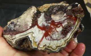 rm69 - OLD STOCK - Crazy Lace Agate - Mexico - 7.  1 lbs - US 980 3