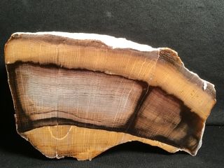 Rw Large/polished " Stinking Water Oak " Petrified Wood Specimen