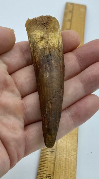 Spinosaurus 3 1/2” Tooth Dinosaur Fossil Before T Rex Cretaceous S170