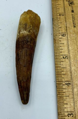 Spinosaurus 3 1/2” Tooth Dinosaur Fossil before T Rex Cretaceous S170 2